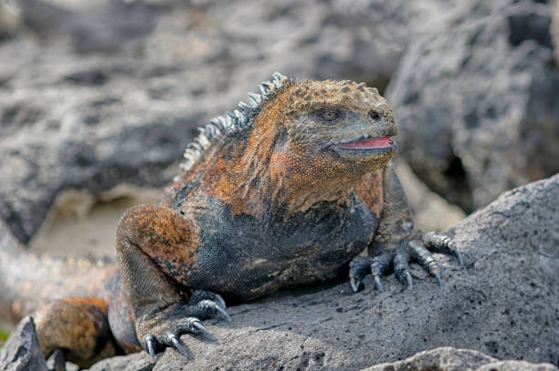 Marine Iguana at Galapagos Island