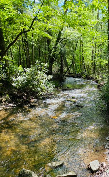 istock Great Smoky Mountains 1316688161