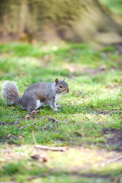istock Grey Squirrel or Sciurus carolinensis in close up outdoors at a park 1316689010