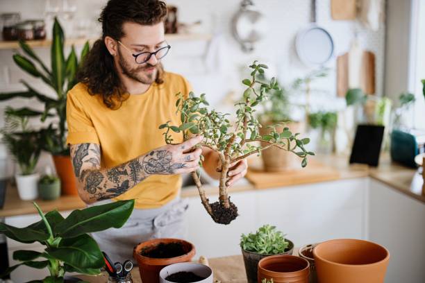 istock Man repotting house plants in a pot at home 1316689090