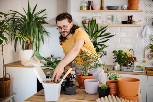 Young millennial man replanting houseplants at home. Urban city gardening at home