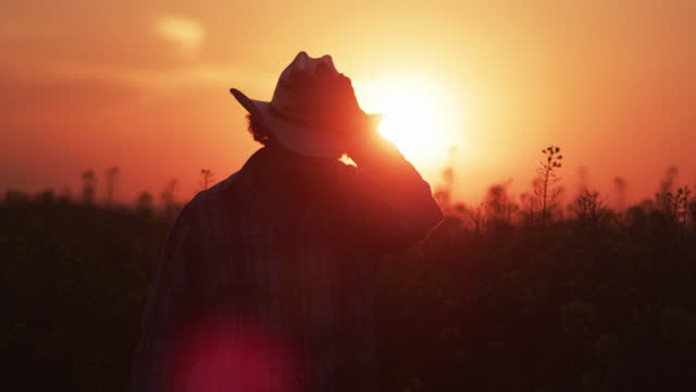 Portrait of farmer in oilseed rape crop at sunset, seen from behind.