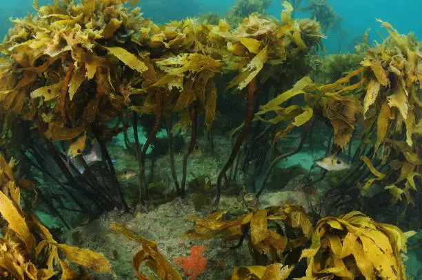 Small fish hiding under dense canopy of fronds of brown stalked kelp Ecklonia radiata.