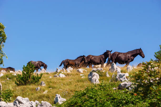 istock black horses walking over mountain ridge in Croatia 1316692992