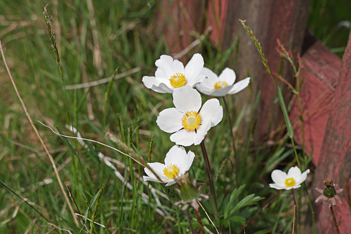 Ranunculaceae family. \nFive white windflowers grow uncultivated on  a vacant lot in southwestern British Columbia.