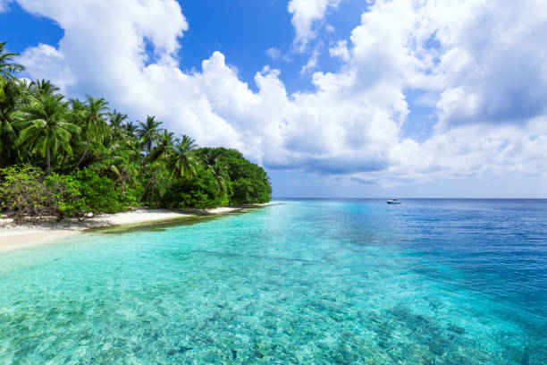 istock Tropical pristine beach with coconut palms 1316693937