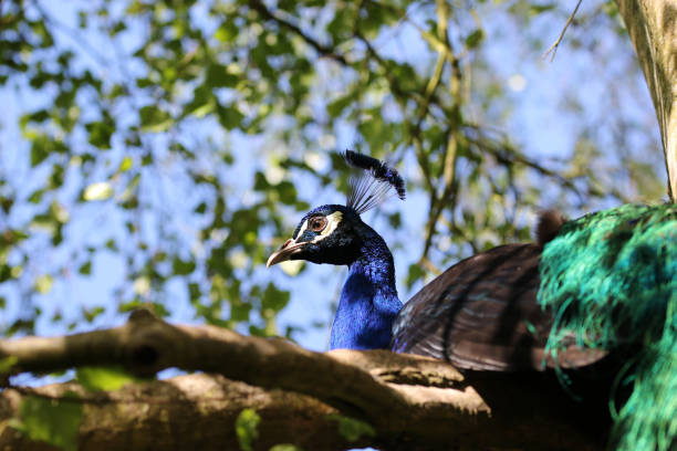 istock Indian blue peacock male roosting in a tree 1316693991