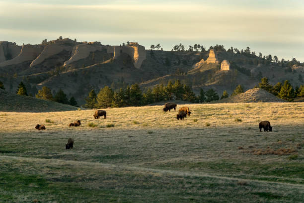 Bison graze prairie grasses Cheyenne Buttes Fort Robinson State Park Nebraska Bison graze the Nebraska prairie grasses at sunset with the Cheyenne Buttes of Fort Robinson State Park in the background. state park stock pictures, royalty-free photos & images