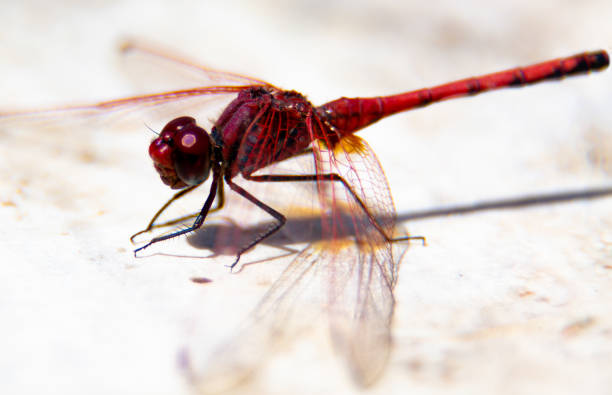 istock Red Dragonfly, also known as Red-Veined Darter. 1316694174
