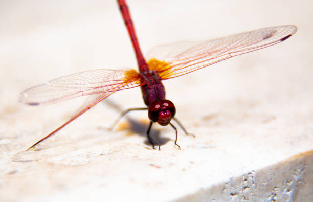 istock Red Dragonfly, also known as Red-Veined Darter. 1316694210