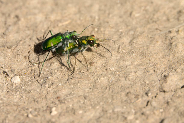 istock Iridescent green tiger beetles Toadstool Geologic Park Oglala National Grassland Nebraska 1316694737