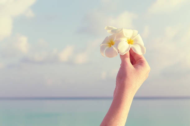 a white plumeria flower on the tree