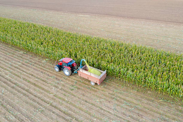 istock Corn harvesting with a red harvester tractor 1316694765