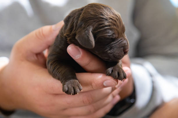 un labradoodle appena nato nelle mani del suo proprietario - newborn animal immagine foto e immagini stock