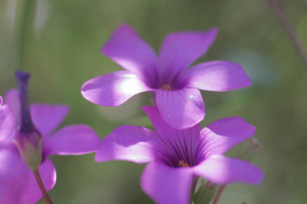istock Oxalidaceae, sour clover, sleeping clover flower macro photo 1316696457