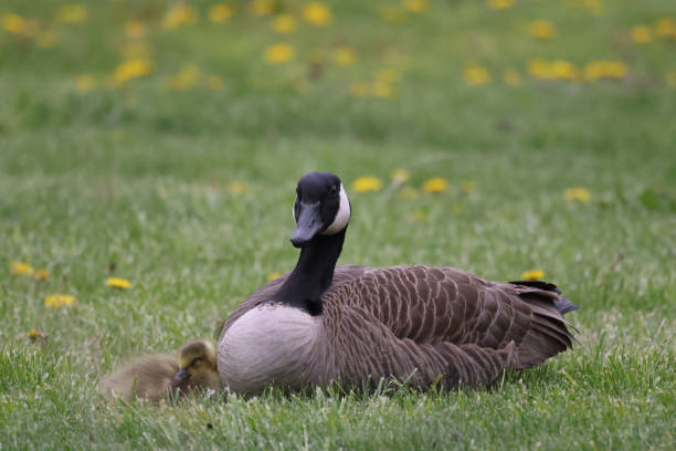 istock Canada goose goslings playing in grass 1316696668