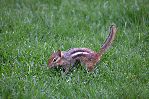 Chipmunk in grass in spring day