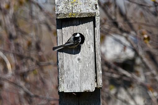Close up of a Black Capped Chickadee at entrance to a bird house