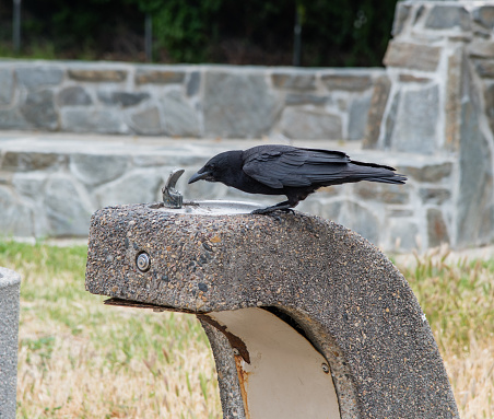 A crow drinking water out of the drinking fountain at the rest area in Southern California