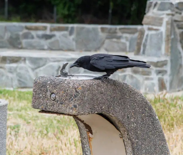 Photo of A crow drinking water out of the drinking fountain at the rest area in Southern California