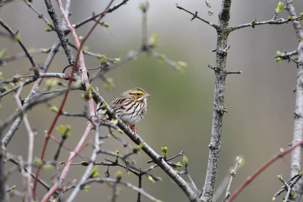 gorrión de sabana - passerculus sandwichensis fotografías e imágenes de stock