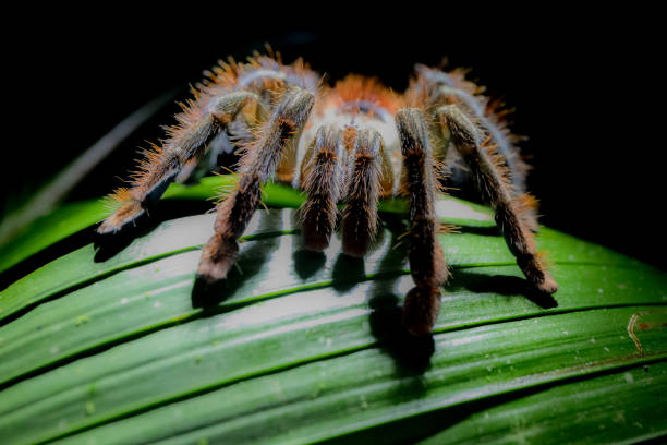 Tarantula, Cuyabeno, Ecuador Tarantula, Cuyabeno, Spider, Ecuador jumping spider photos stock pictures, royalty-free photos & images