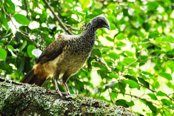 istock Birds of bird 1316708148