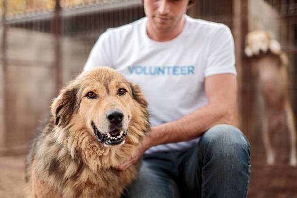istock Crop volunteer stroking happy stray dog 1316709701
