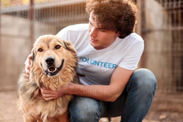Volunteer taking care of dog in shelter Responsible attentive young male volunteer caring adorable hairy dog while working in animal shelter animal themes stock pictures, royalty-free photos & images