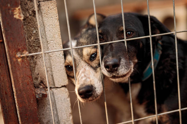 istock Homeless dog behind cage grates 1316709718