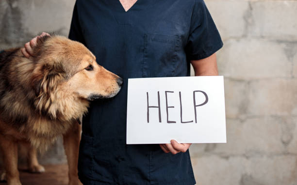 istock Crop vet with dog and Help poster 1316709769