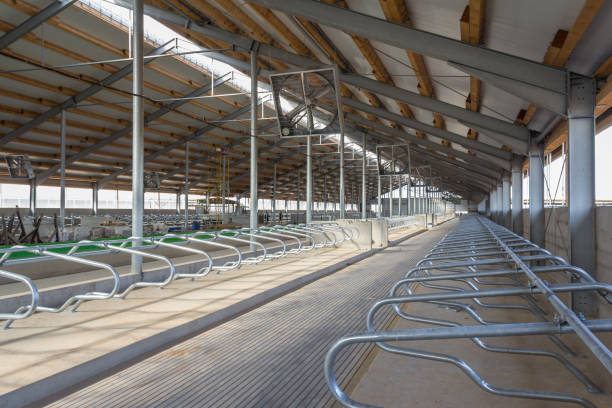 Construction of a new modern cowshed on the farm. Cowshed inside. New complex on the farm. Construction of a new modern cowshed on the farm. Cowshed inside. New complex on the farm. cowshed stock pictures, royalty-free photos & images