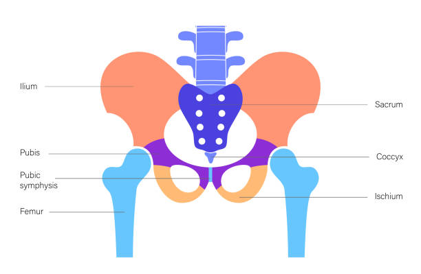 muskelbecken - ischium stock-grafiken, -clipart, -cartoons und -symbole