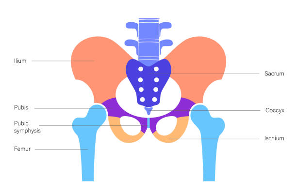 160+ Pelvic Girdle Stock Photos, Pictures & Royalty-Free Images