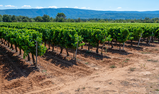 Vineyards of AOC Luberon mountains near Apt with old grapes trunks growing on red clay soil, Vaucluse, Provence, France. Red or rose wine grape ready to harvest.