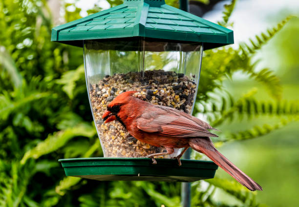 istock Northern Cardina 1316711375