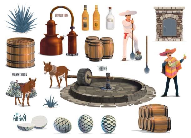 Mexican tequila alcohol drink production process Mexican tequila alcohol drink production process. Vector agave harvesting, cooking in brick oven, extraction with tahona and donkey, fermentation and distillation with pot stills, aging and bottling mexican mule stock illustrations