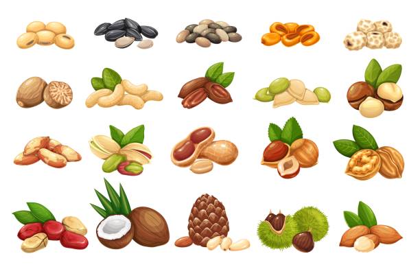 ilustraciones, imágenes clip art, dibujos animados e iconos de stock de 1/2ð3/4ð²ð1/2ñðμ rgb - pine nut illustrations