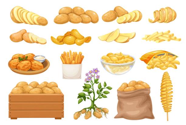 Potato products icons se Potato products icons set. Chips, pancakes, french fries, whole root potatoes in cartoon realistic style. Vector illustration of harvest vegetables. prepared potato stock illustrations