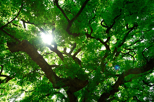 Low angle view of sunlight through the trees in springtime.