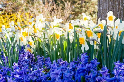 This is low angle photo of sunlit daffodils growing in an outdoor garden.  In front of the daffodils are shaded lavender hyacinths.