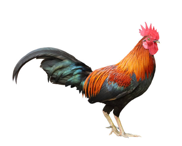 istock Colorful free range male rooster isolated on white background 1316715812