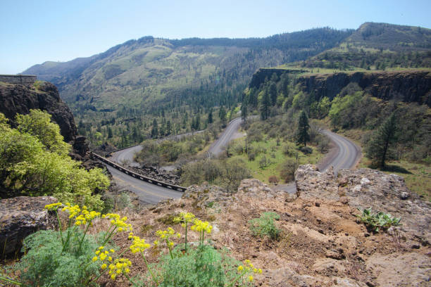 istock Rowena crest yellow wildflower curvy road sunny 1316717743