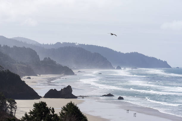 istock Ocean scene seagull flying oregon landscape  coast hill 1316717779