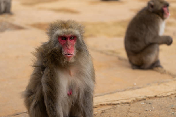 istock Japanese macaque in Arashiyama, Kyoto. 1316717819