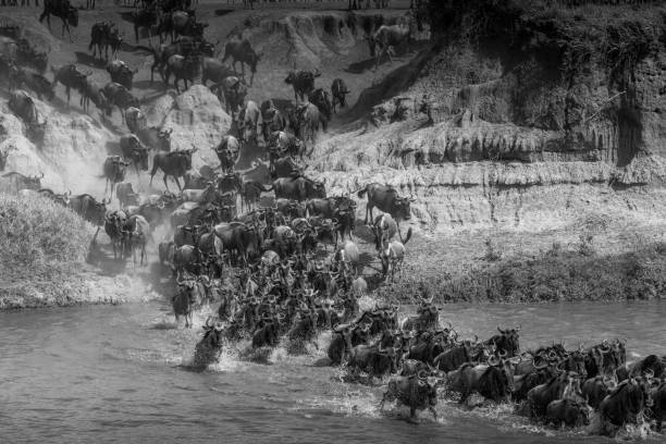 istock Great Migration - Tanzania 1316718801