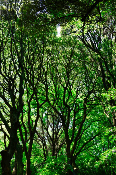 Low angle view of lush foliage tree at dark forest.