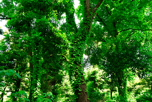 Tree isolated on white background.Other name Siamese neem tree,Nim, Margosa,Quinine.