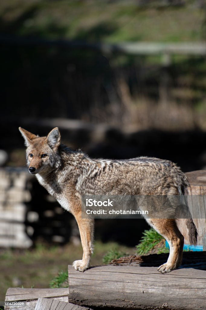 Coyote Animal Stock Photo