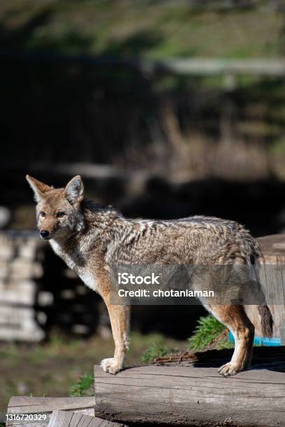 Coyote Stock Photo - Download Image Now - Animal, Canada, Color Image